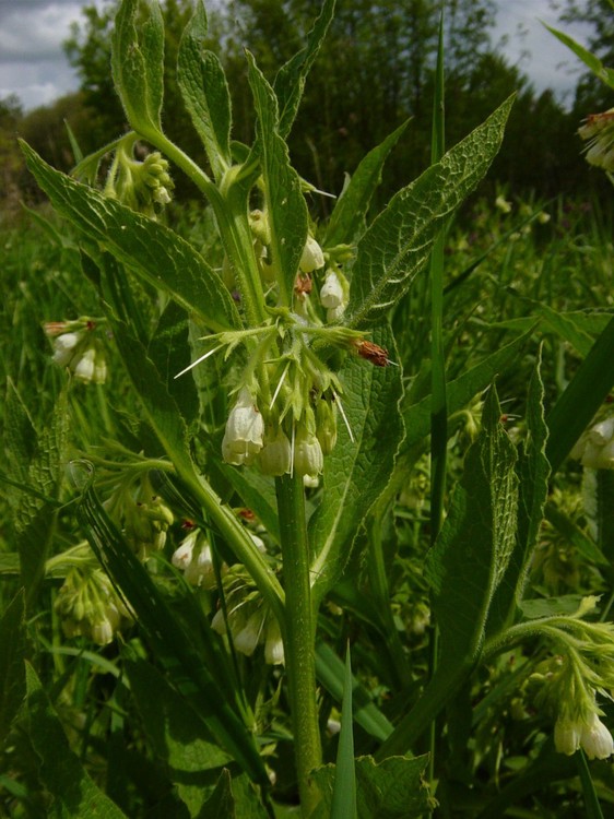 Symphytum officinale